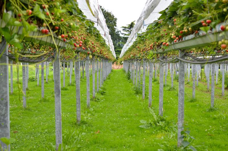 Aardbeientuin Oene - Camping de Grote Bremen